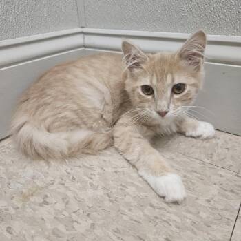 Popseco -  Domestic Medium Hair Cat for Adoption in Fall River, Massachusetts - Popseco | PetCurious