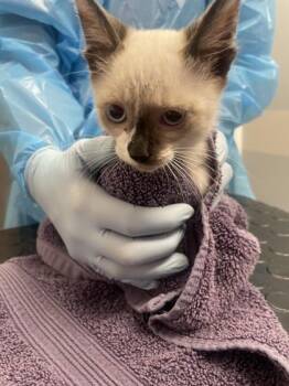 Crab Fisherman -  Siamese and Domestic Short Hair Cat for Adoption in Roseville, California - Crab Fisherman | PetCurious