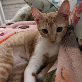 Sunny -  Domestic Short Hair Cat for Adoption in Snow Hill, North Carolina - Sunny | PetCurious