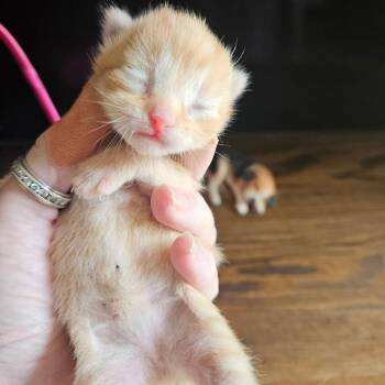 America -  Domestic Short Hair Cat for Adoption in Waldorf, Maryland - America | PetCurious