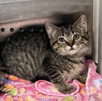 Brett -  Domestic Short Hair Cat for Adoption in Columbia, Tennessee - Brett | PetCurious