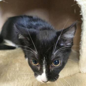 Garbanzo Bean -  Domestic Short Hair Cat for Adoption in Janesville, Wisconsin - Garbanzo Bean | PetCurious