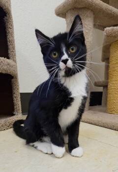 Whiplash -  Domestic Short Hair Cat for Adoption in Red Wing, Minnesota - Whiplash | PetCurious