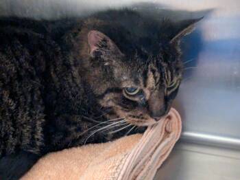 Rescue Domestic Short Hair Cats for Adoption in Meriden, Connecticut - Marcie | PetCurious