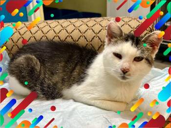 Kay -  Tabby Cat for Adoption in New Richmond, Wisconsin - Kay | PetCurious