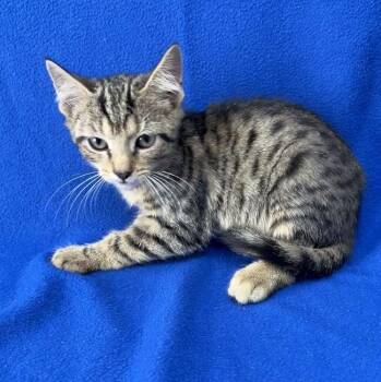 Pine -  Domestic Short Hair Cat for Adoption in Valdosta, Georgia - Pine | PetCurious