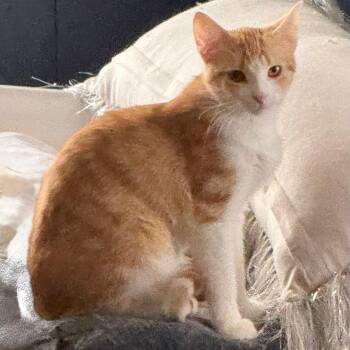 Domestic Short Hair Cats Available for Adoption - OLGA | PetCurious