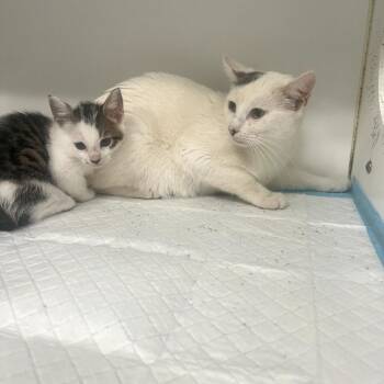 Domestic Short Hair Cats Available for Adoption - Sundae | PetCurious