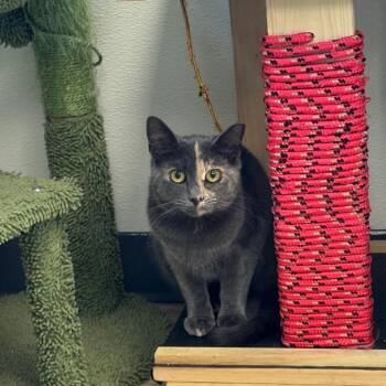 Blossom -  Domestic Short Hair Cat for Adoption - Blossom | PetCurious