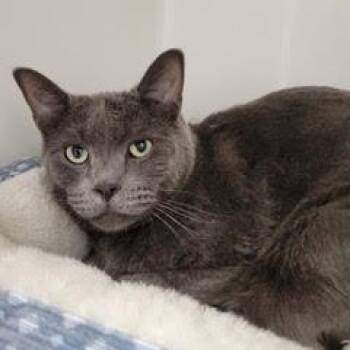 Russian Blue Cats Available for Adoption - Fel | PetCurious