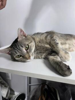 Tabby Cats Available for Adoption in Evansville, Indiana - Freya | PetCurious