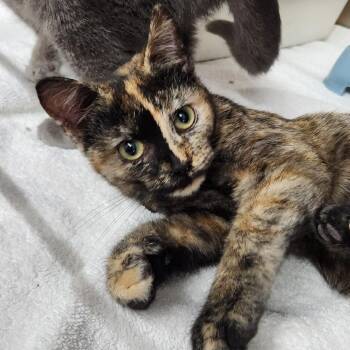 Daphne -  Domestic Short Hair Cat for Adoption in Eureka, California - Daphne | PetCurious