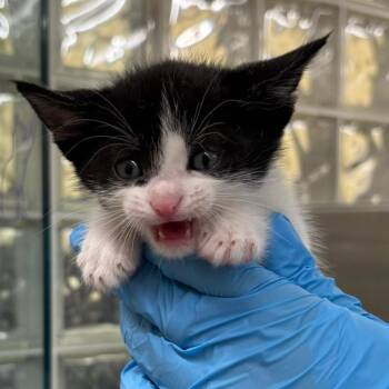 Domestic Short Hair Cats Available for Adoption in West Palm Beach, Florida - Kyle | PetCurious