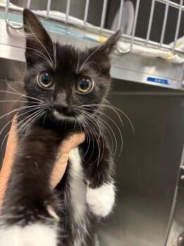 Kayak -  Domestic Short Hair Cat for Adoption in Bloomington, Indiana - Kayak | PetCurious