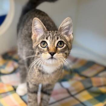 Pooky -  Domestic Short Hair Cat for Adoption in Tulsa, Oklahoma - Pooky | PetCurious