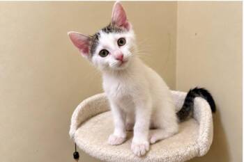 Fable -  Domestic Short Hair Cat for Adoption in Knoxville, Tennessee - Fable | PetCurious