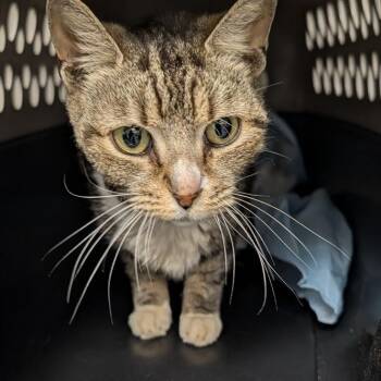 Domestic Short Hair Cats Available for Adoption in Greenville, South Carolina - Mia | PetCurious