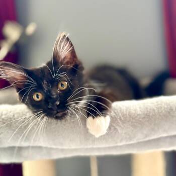 Zoey 2 -  Domestic Medium Hair Cat for Adoption in Cumming, Georgia - Zoey 2 | PetCurious