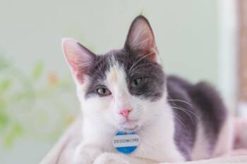 Zeddmore -  Domestic Short Hair Cat for Adoption in Hot Springs, Arkansas - Zeddmore | PetCurious