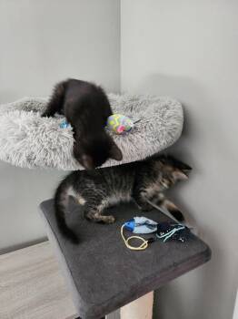 Oscar III -  Domestic Short Hair Cat for Adoption in Wheaton, Illinois - Oscar III | PetCurious