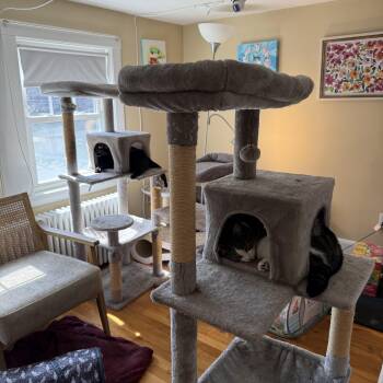 Millie & Mia -  Domestic Short Hair Cat for Adoption in Canton, Massachusetts - Millie & Mia | PetCurious