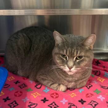 Domestic Short Hair Cats Available for Adoption in Springfield, Illinois - Tumbler | PetCurious