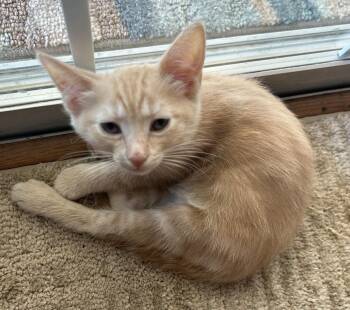 Tabby and Domestic Short Hair Cats Available for Adoption in Chandler, Arizona - Reggie Jackson | PetCurious