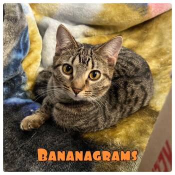 Rescue Domestic Short Hair Cats for Adoption in Pierceton, Indiana - Bananagrams | PetCurious