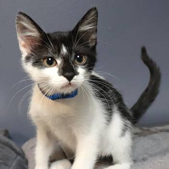 Yoohoo -  Domestic Short Hair Cat for Adoption in Lakeland, Florida - Yoohoo | PetCurious