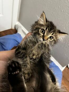 Gravy Train26 -  Domestic Long Hair Cat for Adoption in Youngsville, North Carolina - Gravy Train26 | PetCurious