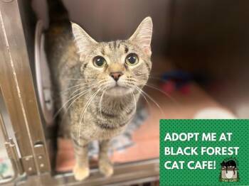 Domestic Short Hair Cats Available for Adoption in Fort Wayne, Indiana - MARTHA MAY | PetCurious