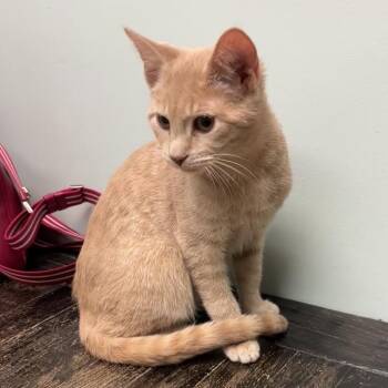 Domestic Short Hair Cats Available for Adoption - Lambo | PetCurious