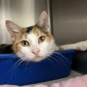 Domestic Short Hair Cats Available for Adoption - Kip | PetCurious