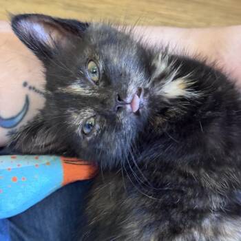 Ahsoka -  Domestic Short Hair Cat for Adoption in Huntsville, Alabama - Ahsoka | PetCurious