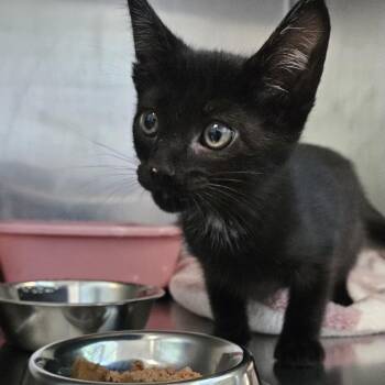 Coop & Lanai -  Domestic Short Hair Cat for Adoption in Andover, Connecticut - Coop & Lanai | PetCurious