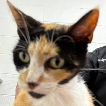 Paisley -  Domestic Short Hair Cat for Adoption in Corpus Christi, Texas - Paisley | PetCurious