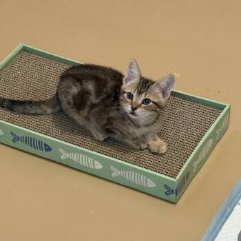 Wadleigh -  Domestic Medium Hair Cat Available for Adoption in Missouri City, Texas - Wadleigh | PetCurious