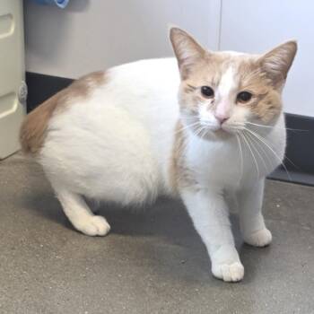 Manx and Domestic Short Hair Cats Available for Adoption in Fort Wayne, Indiana - Kang The Conqueror | PetCurious