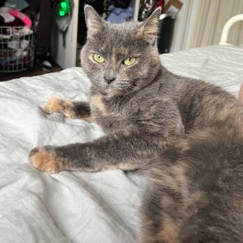 Rescue Domestic Short Hair Cats for Adoption - Saoirse | PetCurious