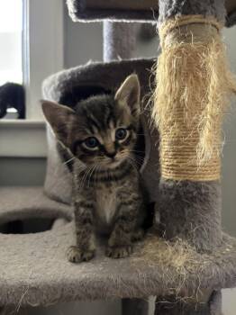 Pumpkin -  Domestic Short Hair Cat for Adoption in Oak Park, Michigan - Pumpkin | PetCurious