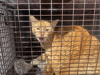 Domestic Short Hair Cats Available for Adoption in Houston, Texas - A654318 | PetCurious