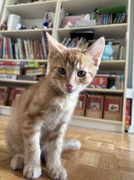 Marmalade -  Domestic Short Hair Cat for Adoption in Montreal, Quebec - Marmalade | PetCurious