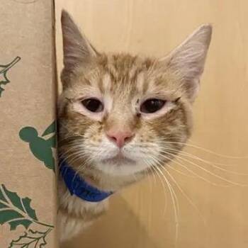 Tigger -  Domestic Medium Hair Cat for Adoption in Brentwood, Missouri - Tigger | PetCurious