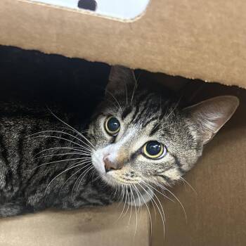 Domestic Short Hair Cats Available for Adoption - Frank | PetCurious
