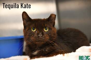 Tequila Katie -  Domestic Short Hair Cat for Adoption in Fort Mill, South Carolina - Tequila Katie | PetCurious