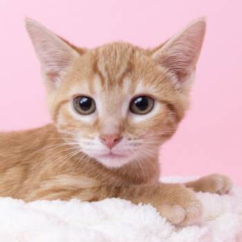 Declan -  Domestic Short Hair Cat for Adoption in Franklin, Tennessee - Declan | PetCurious