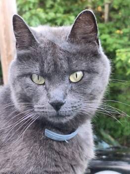 Adele -  Domestic Short Hair Cat for Adoption in Cumberland, Maine - Adele | PetCurious