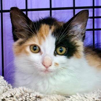 Argentina -  Domestic Long Hair Cat for Adoption in Redwood Valley, California - Argentina | PetCurious