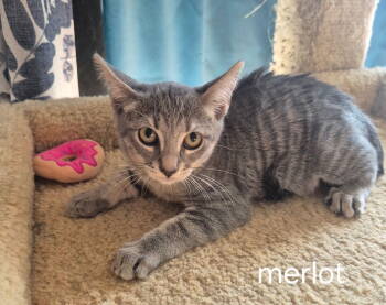 Rescue Domestic Short Hair Cats for Adoption in Oviedo, Florida - Merlot | PetCurious