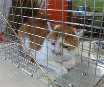 SWEET HEART -  Domestic Short Hair Cat for Adoption in Louisville, Kentucky - SWEET HEART | PetCurious